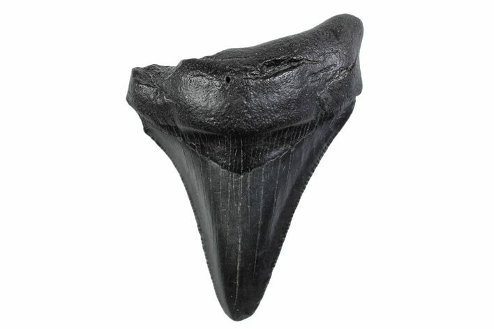 Serrated, Juvenile Megalodon Tooth - South Carolina #370432